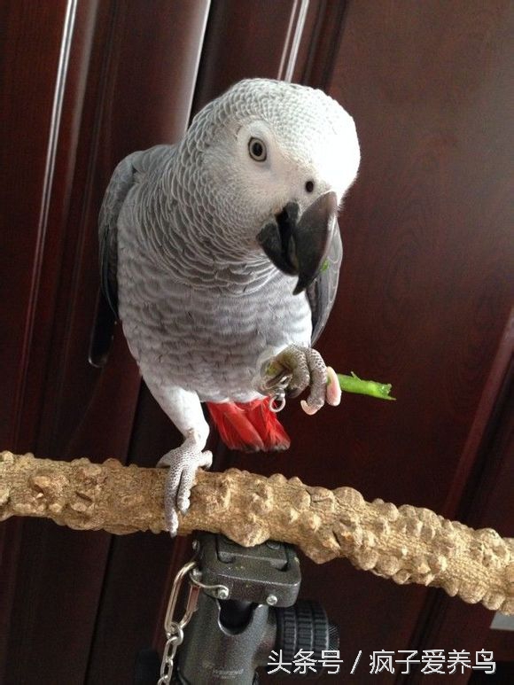鹦鹉没有食物就不会过来,鹦鹉为什么会吃小米椒