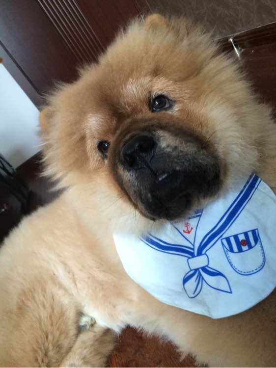 喝个酸奶都能踩空摔倒的笨狗，吃的比我都好！