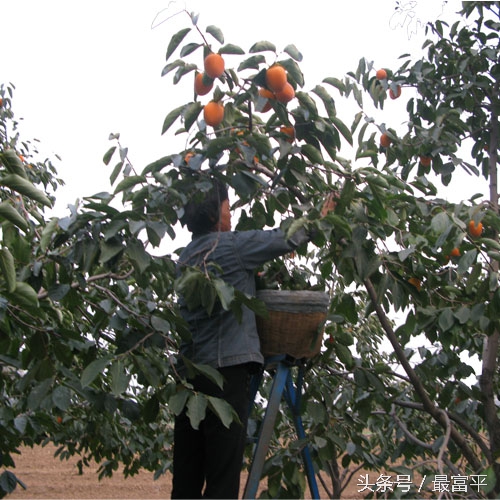 富平富四方醋饮咋样,富平县曹村镇柿子行情