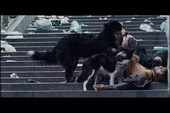 猫咪会吃主人尸体吗,猫咪会吃掉人类幼崽吗