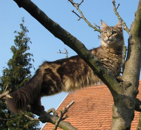 缅因库恩猫白色,缅因库恩猫很少人养