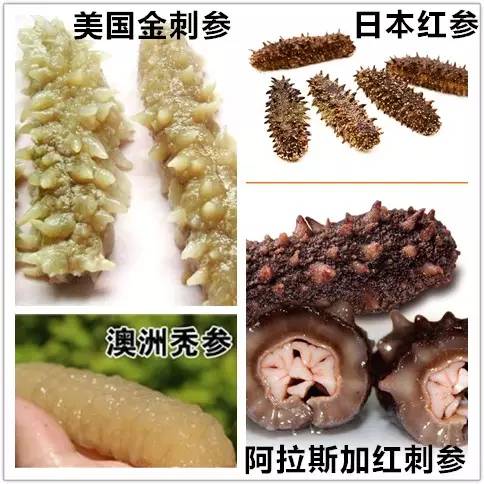 最有名的辽参,辽参真的那么好吗