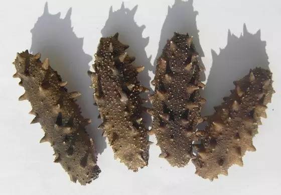 最有名的辽参,辽参真的那么好吗