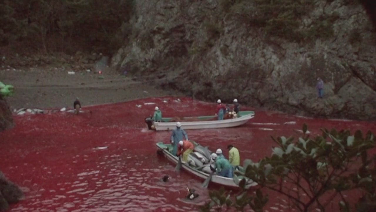 日本拒绝入境经历,日本海豚湾纪录片完整版