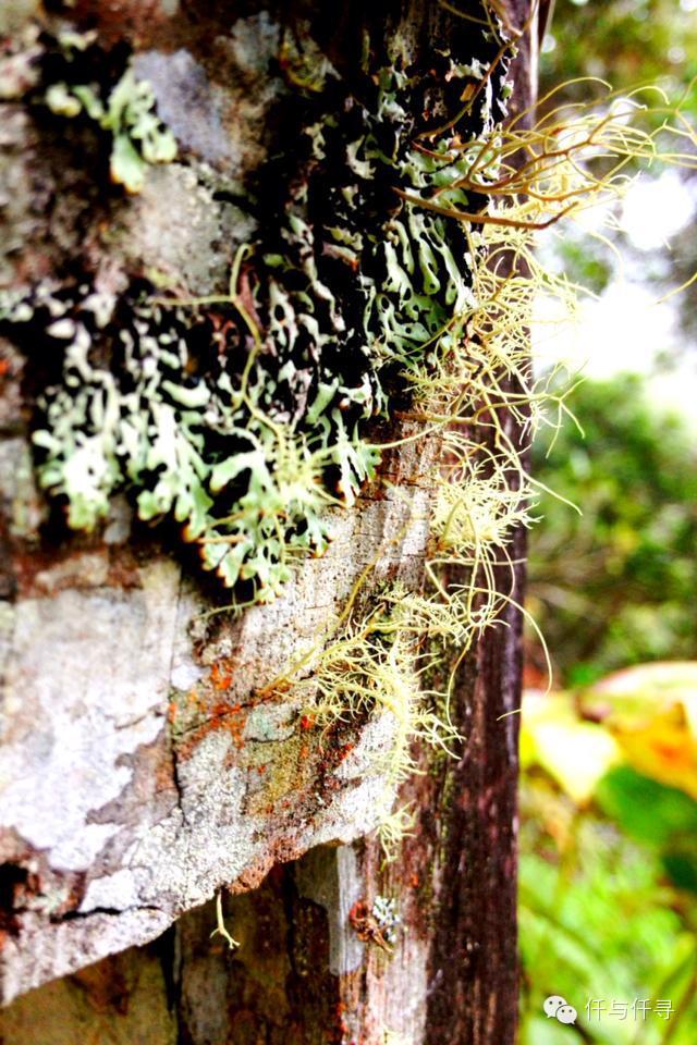 马来西亚pengerang旅游攻略,沙巴旅游自由行十大必去景点