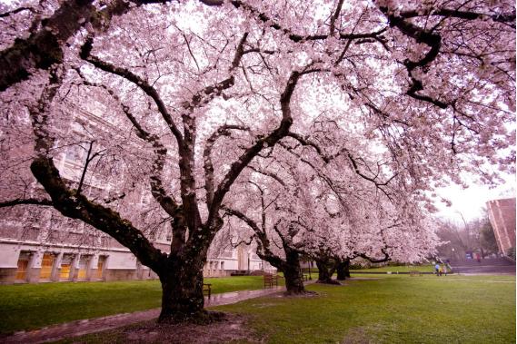 西雅图旅游自由行攻略,浪漫之都西雅图旅游攻略