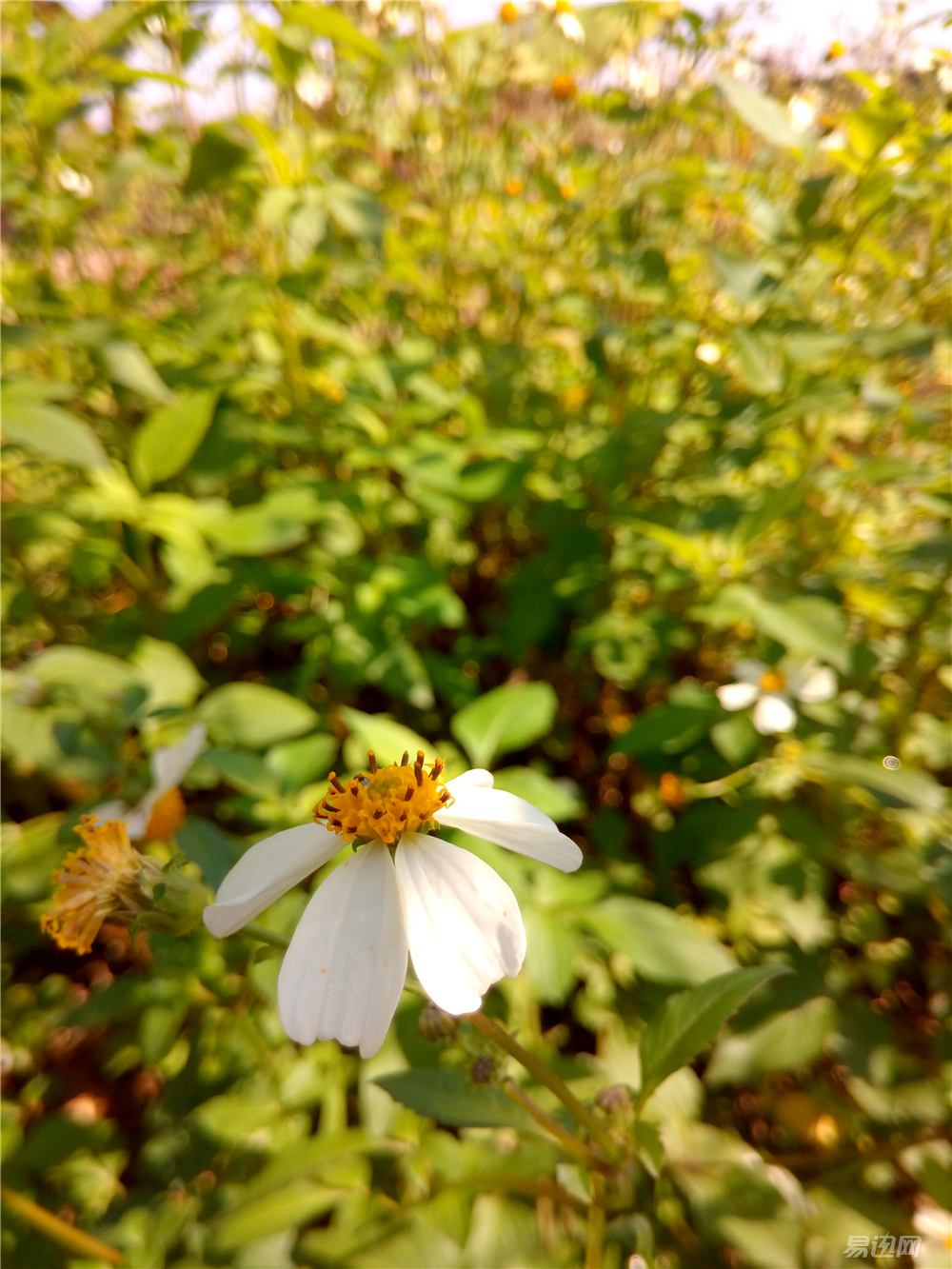 做工精致的千元机,青葱metal手机拆机