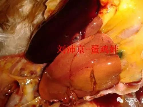 蛋鸡白血病怎么预防,蛋鸡白血病赔偿标准