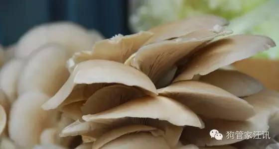 狗狗的十大食物,狗狗禁忌食物一览表