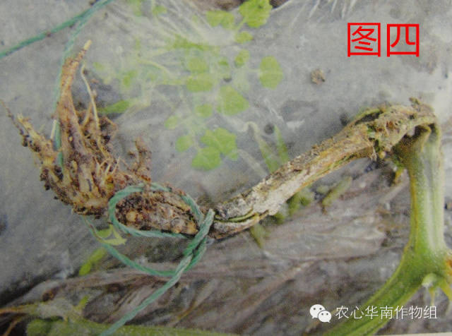 冬瓜病虫害特效药视频,西瓜秧枯萎病怎么治疗