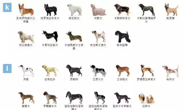 狗狗品种大全视频,狗狗品种大全萨摩耶