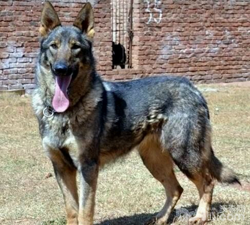 什么品种狼犬性格最好,威武霸气的狼犬