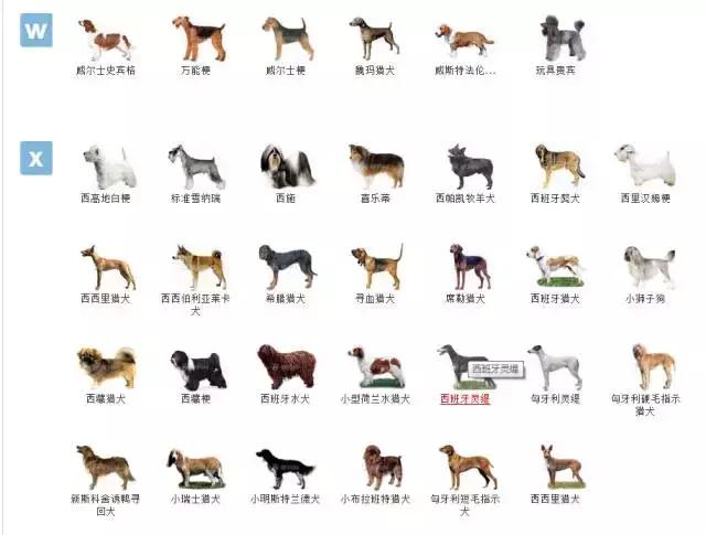 狗狗品种大全视频,狗狗品种大全萨摩耶