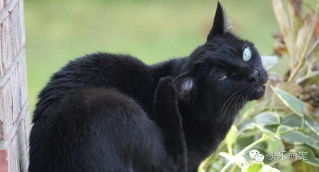 猫咪感染螨虫怎么治,猫咪耳内感染怎么治疗