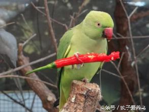 鹦鹉没有食物就不会过来,鹦鹉为什么会吃小米椒