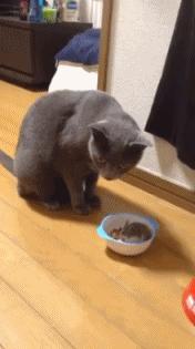 你不知道的仓鼠小秘密,适合学生党的小仓鼠