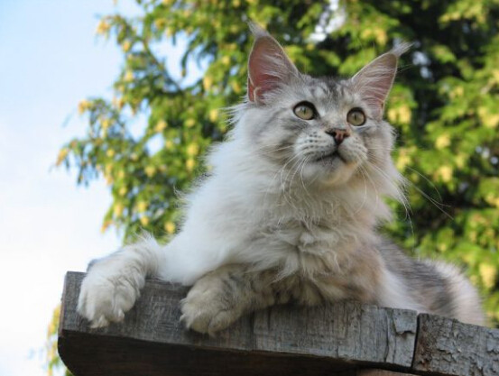 缅因库恩猫白色,缅因库恩猫很少人养