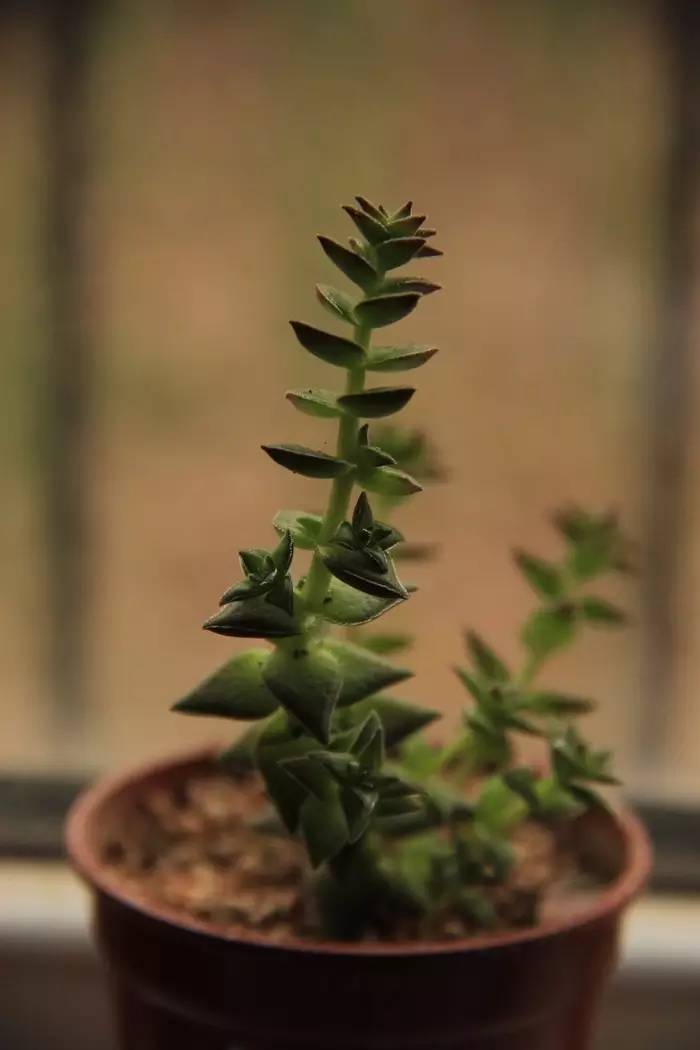 长得像宝塔的多肉,天鹅绒多肉为什么容易长成宝塔形