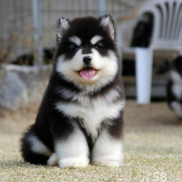 那些你不知道的狗狗小秘密,那些你不知道的秘密图片