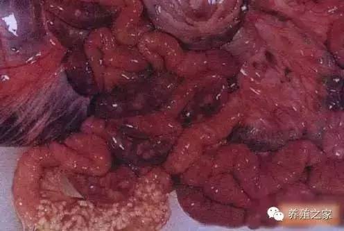 最全羊寄生虫病图谱及治疗处方（珍藏版）？