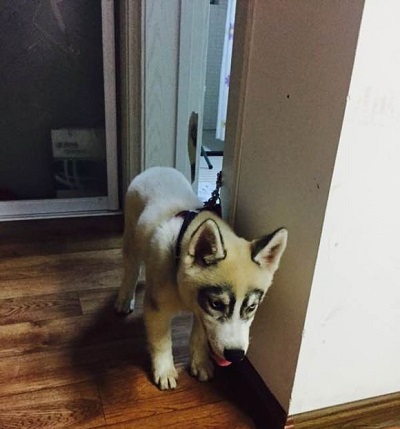 这只哈士奇看起来好优雅,看看这只哈士奇有多霸道