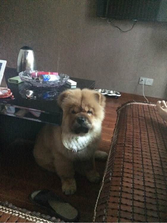 喝个酸奶都能踩空摔倒的笨狗，吃的比我都好！