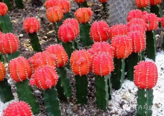 仙人球最常见的品种，你能认识几个？