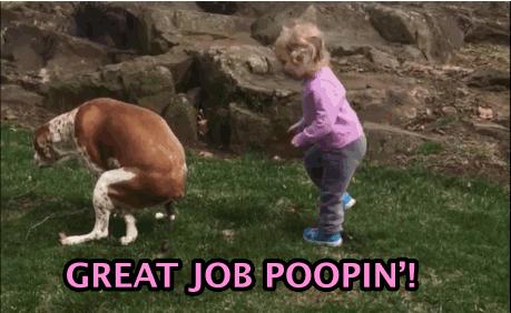 怀孕的狗狗一直哀嚎,怀孕狗狗反常焦躁走来走去还哼唧