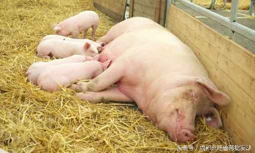 猪产科疾病,乳房炎防治方案