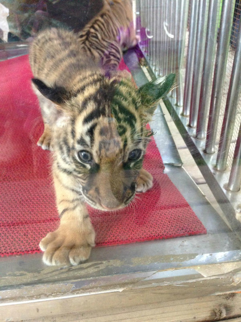 懒人版三亚旅游攻略,海南三亚懒人行租车