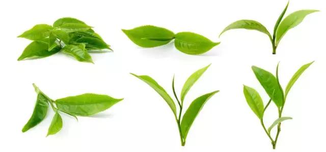 澳洲星期四精油祛痘 (澳洲星期四茶树精油祛痘霜)