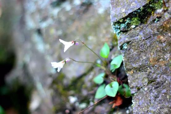 漫游天目山,探幽天目山森林之旅