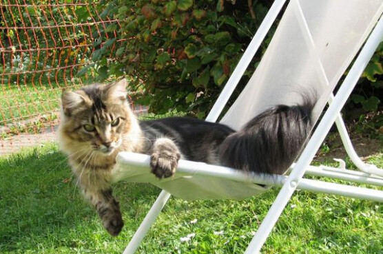 缅因库恩猫白色,缅因库恩猫很少人养