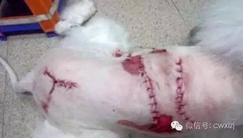 狗狗意外车祸怎么安慰主人,狗狗意外事故怎么赔偿