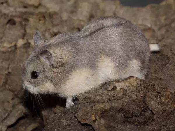 适合学生党的可爱活泼小仓鼠,学生党的小型仓鼠10元