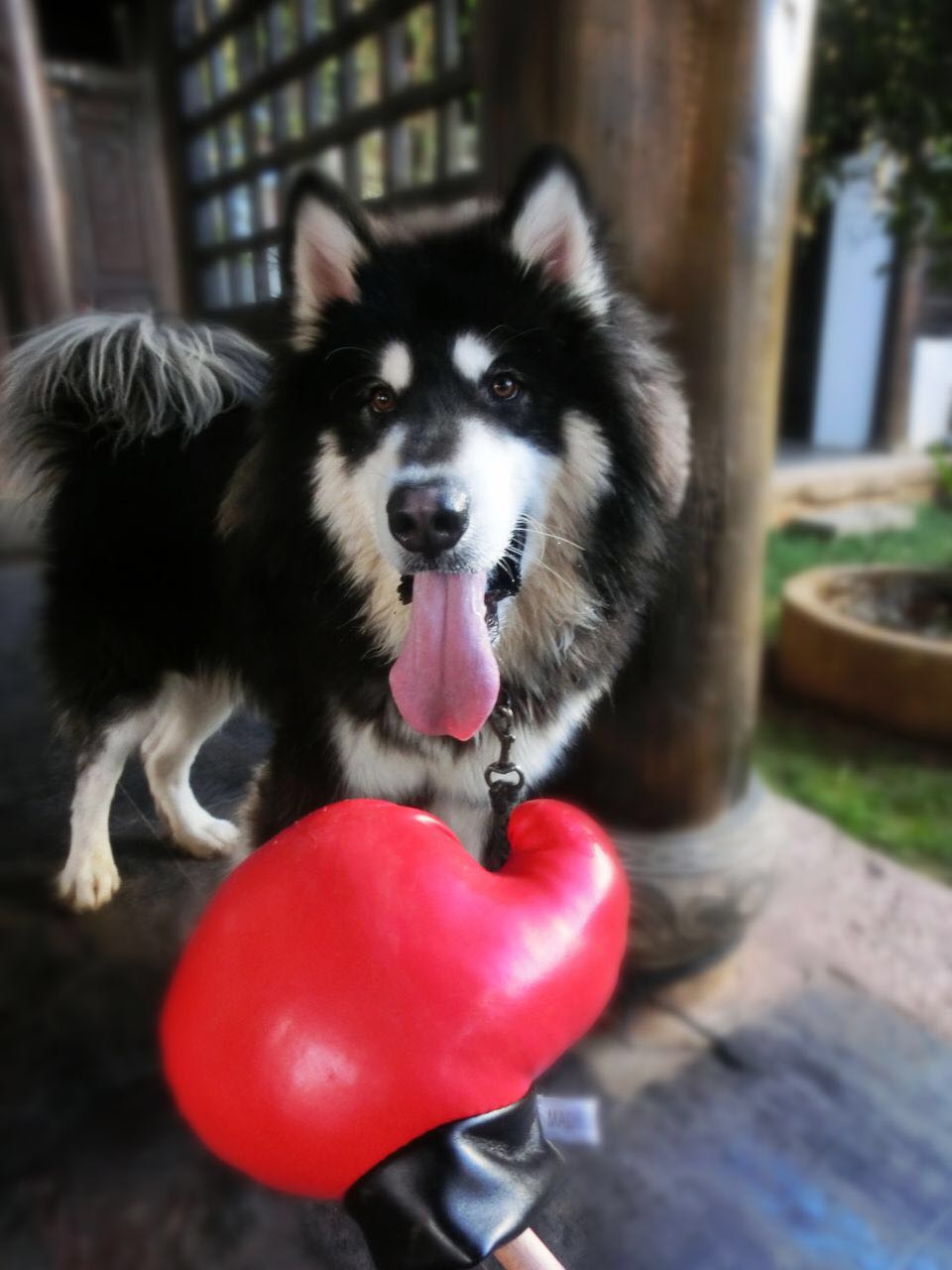 宠爱故事免费观看,宠爱剧情梗概