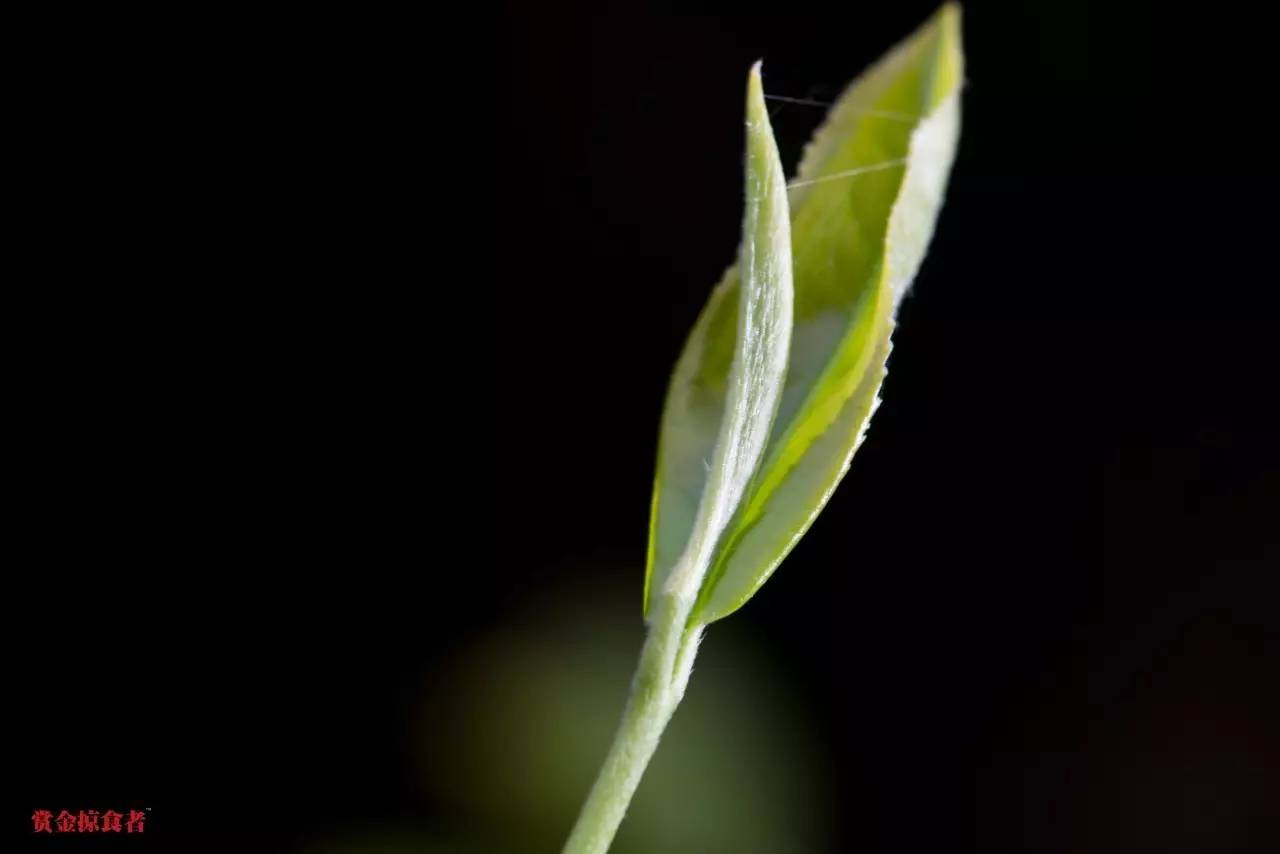 李明青藏特产,李明普洱茶