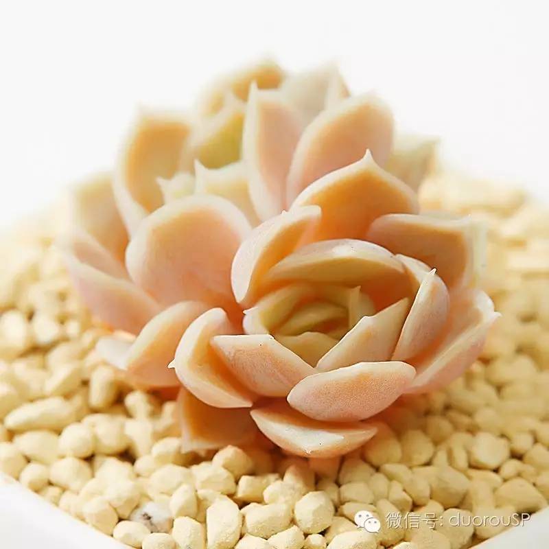 中秋送礼送水果可以吗,中秋送礼除了螃蟹还可以送什么