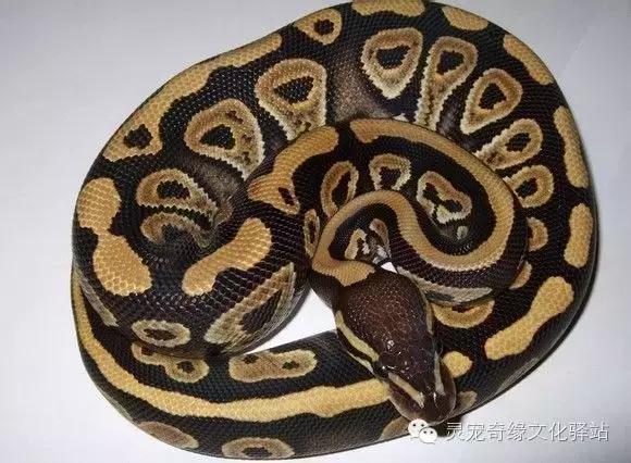 球蟒基因图鉴入门,球蟒基因品系大全