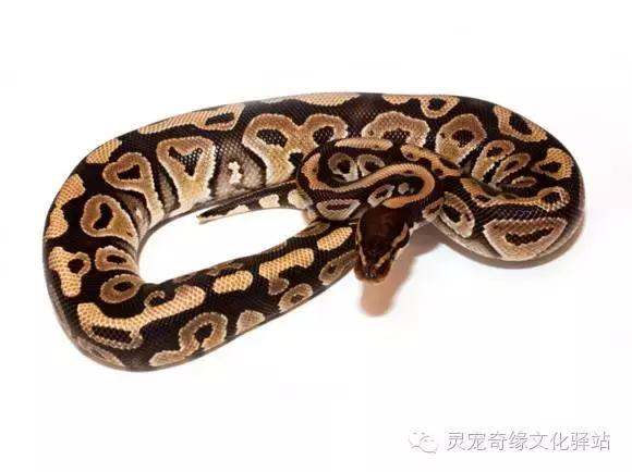 球蟒基因组合大全,球蟒基因品系图鉴下载