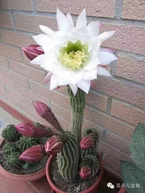 仙人球最常见的品种，你能认识几个？