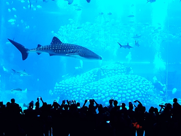 珠海长隆让人尖叫的海洋王国,珠海长隆海洋王国之绚丽多彩