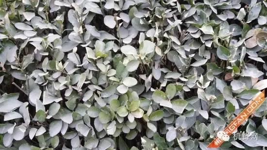 玻璃与金属的邂逅三星A72016版评测