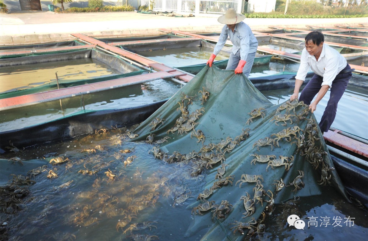 10月1日高淳螃蟹价格,高淳螃蟹价格最新行情11月11日