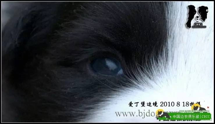 一梦谈狗l边牧的脸怎样比较美？