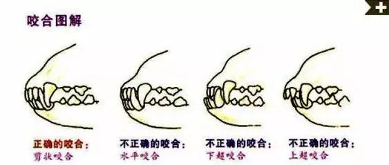 一梦谈狗l边牧的脸怎样比较美？