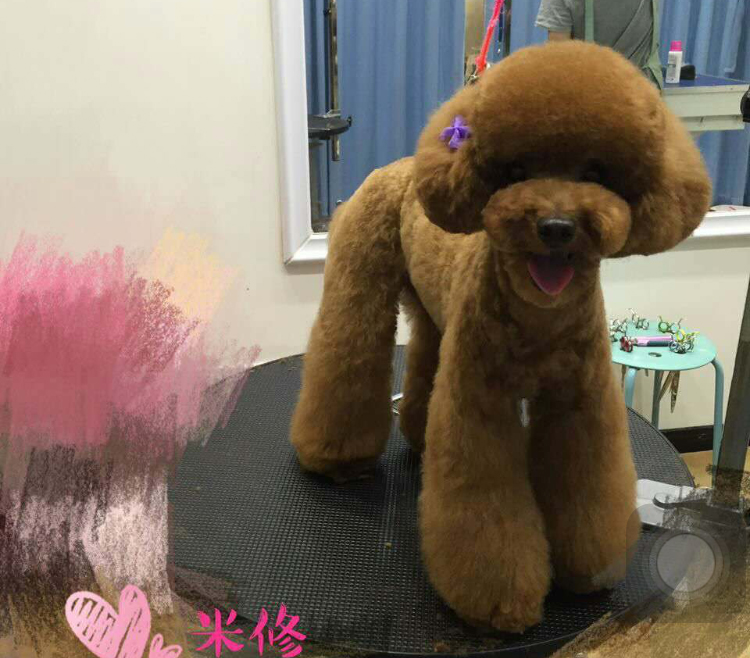 成都到底有好时尚？看下这些宠物你就晓得了