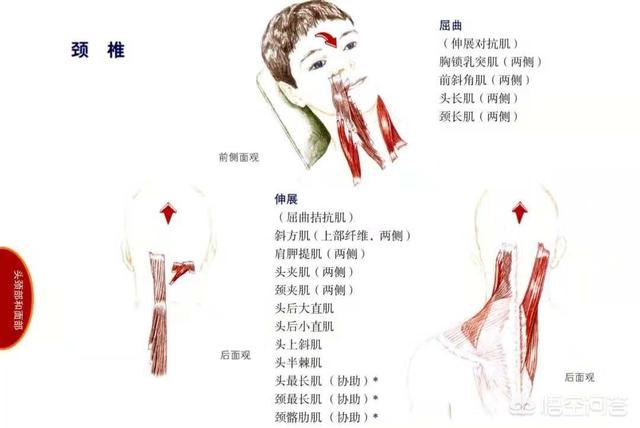 上背疼怎么康复,下背疼痛怎么康复训练