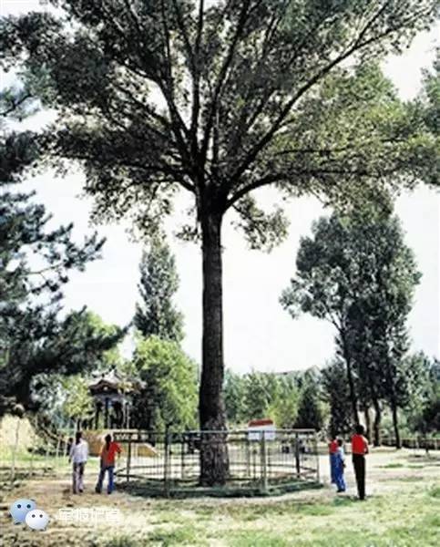 荐读｜一棵朱老总亲手种下的杨树，为何长出红五星？