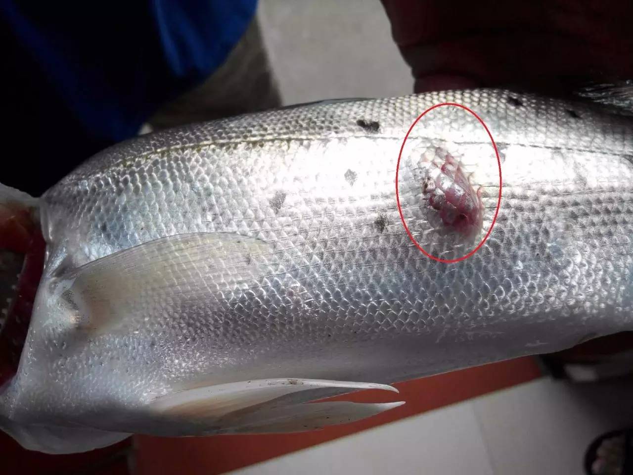 疖肿用什么消毒最好,对疖肿最好的药物